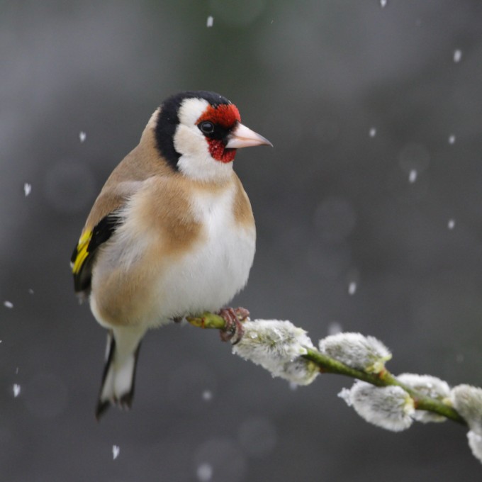 Les oiseaux, ces super-héros - Mardi 26 mai 2026