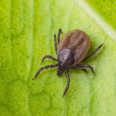 Conférence consacrée aux tiques par Sandrine CAPIZZI - mercredi 25 mars 2026
